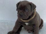 5 chiots mâles bleus American Bullies non-LOF à vendre
