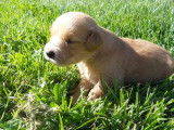 6 chiots Golden Retrievers LOF à la réservation