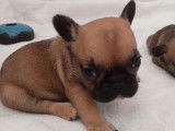 À réserver 5 chiots Bouledogues Français non LOF fauve rouge