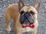 À réserver 5 chiots Bouledogues Français non LOF fauve rouge