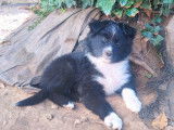 Un chiot femelle Berger Américain Miniature LOF bicolore disponible