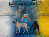 À réserver 3 chiots femelles bringées Dogues des Canaries LOF