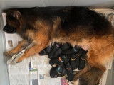 À réserver 13 chiots Bergers Allemands LOF noir et fauve