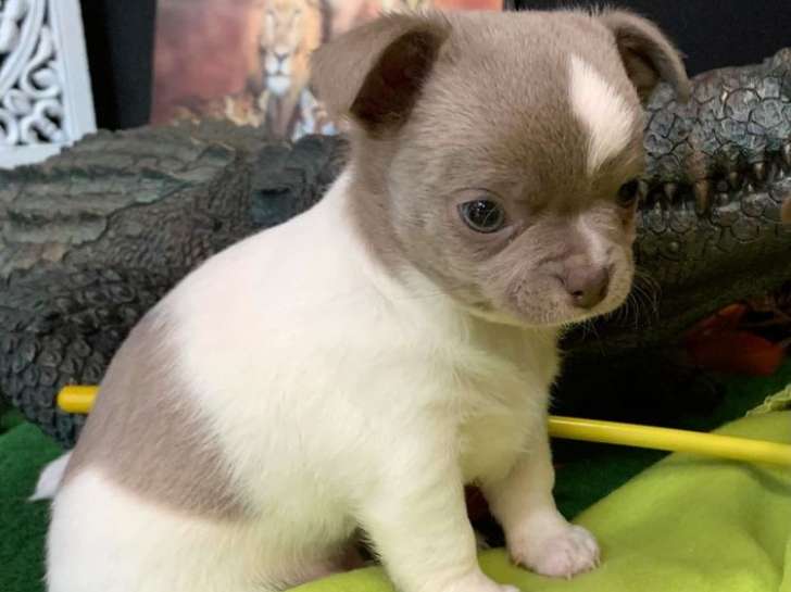 À vendre un chiot mâle Chihuahua non LOF bleu et blanc