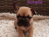 5 chiots Bouledogues Français non-LOF à réserver