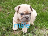 5 chiots Bouledogues Français non-LOF à réserver