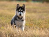 Un chiot femelle Husky non-LOF au pelage noir et blanc à acheter