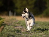 Un chiot femelle Husky non-LOF au pelage noir et blanc à acheter