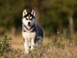 Un chiot femelle Husky non-LOF au pelage noir et blanc à acheter