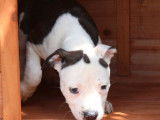 Disponibles 6 chiots Amstaff LOF