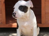 Disponibles 6 chiots Amstaff LOF