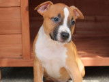Disponibles 6 chiots Amstaff LOF