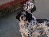 Chiot de Setter Anglais