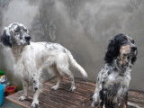 Chiot de Setter Anglais