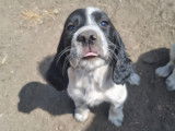 Chiot de Setter Anglais