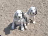 Chiot de Setter Anglais