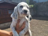 Chiot de Setter Anglais