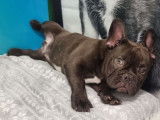 À vendre, 1 chiot type Bouledogue Français non-LOF, mâle chocolat