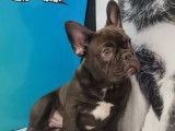 À vendre, 1 chiot type Bouledogue Français non-LOF, mâle chocolat