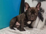 À vendre, 1 chiot type Bouledogue Français non-LOF, mâle chocolat