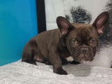 À vendre, 1 chiot type Bouledogue Français non-LOF, mâle chocolat