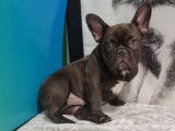 À vendre, 1 chiot type Bouledogue Français non-LOF, mâle chocolat