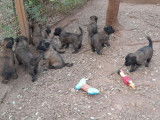11 chiots Bergers Belges Tervueren à vendre noir bicolore LOF