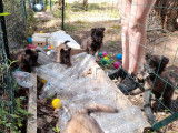 11 chiots Bergers Belges Tervueren à vendre noir bicolore LOF