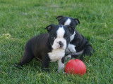 4 chiots Boston Terriers non-LOF noir et blanc à réserver