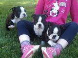 4 chiots Boston Terriers non-LOF noir et blanc à réserver
