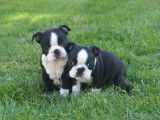 4 chiots Boston Terriers non-LOF noir et blanc à réserver