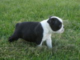 4 chiots Boston Terriers non-LOF noir et blanc à réserver