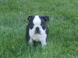 4 chiots Boston Terriers non-LOF noir et blanc à réserver