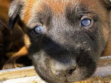 3 chiots Bergers Belges Malinois fauve masque noir à vendre LOF