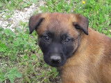 3 chiots Bergers Belges Malinois fauve masque noir à vendre LOF