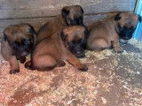 3 chiots Bergers Belges Malinois fauve masque noir à vendre LOF