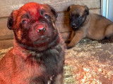 3 chiots Bergers Belges Malinois fauve masque noir à vendre LOF