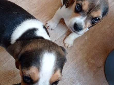 Vente de 2 chiots Beagles non-LOF, mâles tricolores d’avril 2022