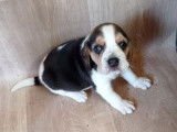 Vente de 2 chiots Beagles non-LOF, mâles tricolores d’avril 2022