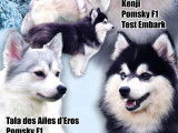 Pomsky F2 de petite taille à vendre