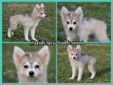 Pomsky F2 de petite taille à vendre