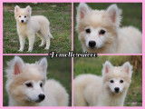 Pomsky F2 de petite taille à vendre