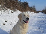 De race Golden Retriever disponible pour saillie