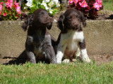 &Agrave; vendre : deux chiots Munsterlanders noir et blanc (non-LOF)