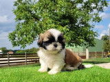 À vendre : chiots Shih Tzus tricolores (LOF)