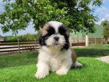 À vendre : chiots Shih Tzus tricolores (LOF)