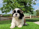 À vendre : chiots Shih Tzus tricolores (LOF)