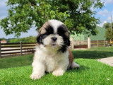 À vendre : chiots Shih Tzus tricolores (LOF)