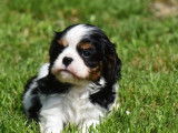 Réservation de chiots Cavaliers King Charles (LOF)