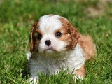 Réservation de chiots Cavaliers King Charles (LOF)
